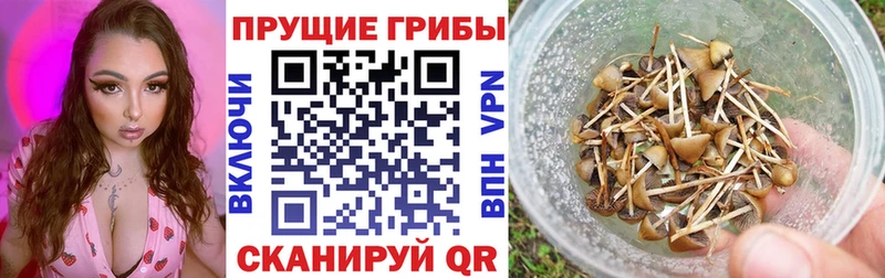 Купить закладки  Южно-Сахалинск  Галлюциногенные грибы Psilocybine cubensis 